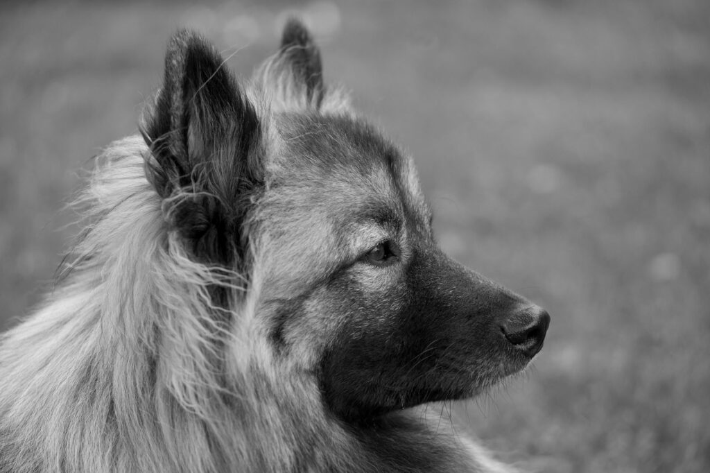 dog blood test panel reading a complete report step by step