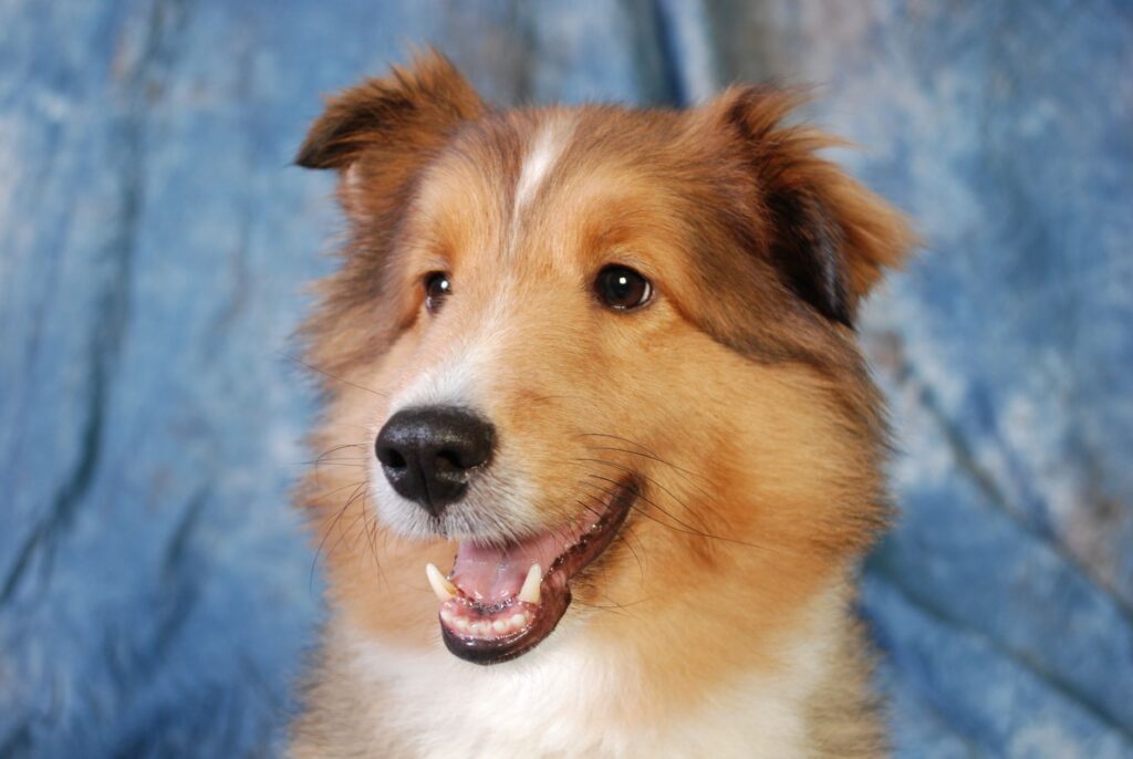 dog elevated alt and ast hepatic stress markers