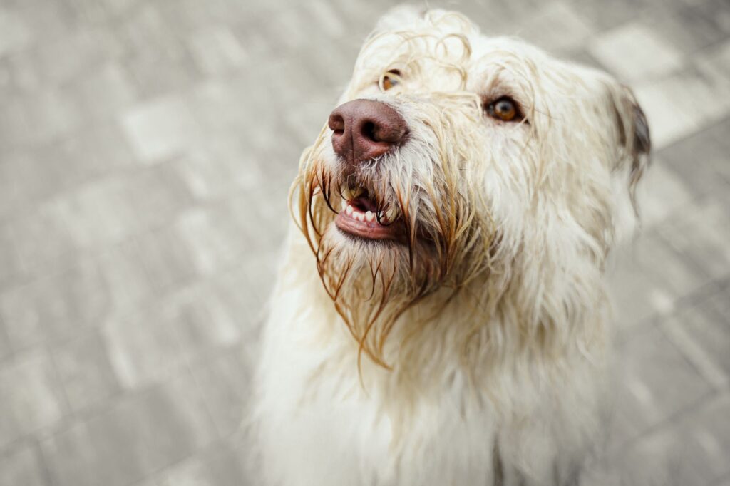 dog kidney stones bun creatinine sdma