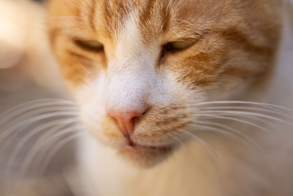 elevated acth in cats feline hyperadrenocorticism signs