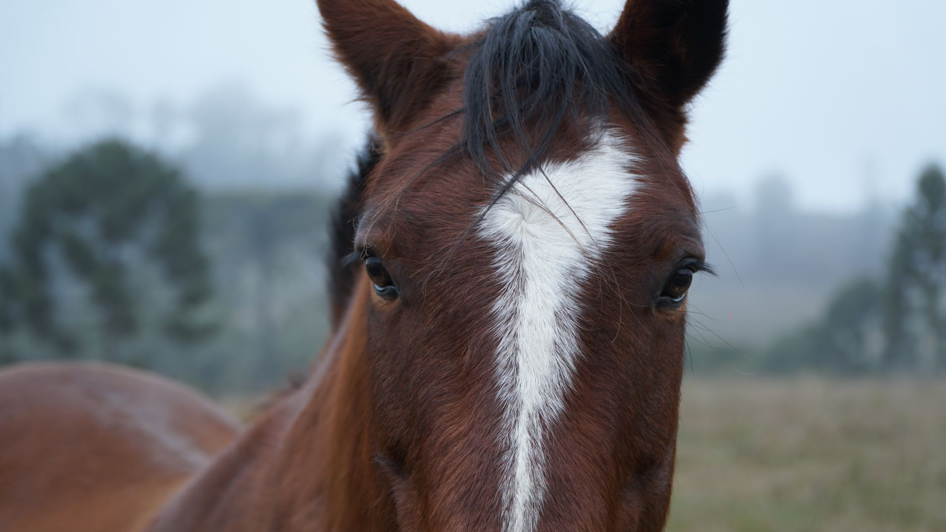 Veterinary care for a horse
