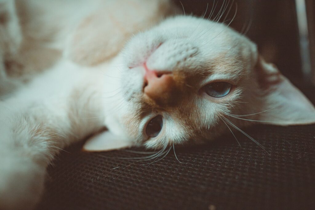 elevated alp and ggt in cats cholangitis hepatic lipidosis or cancer
