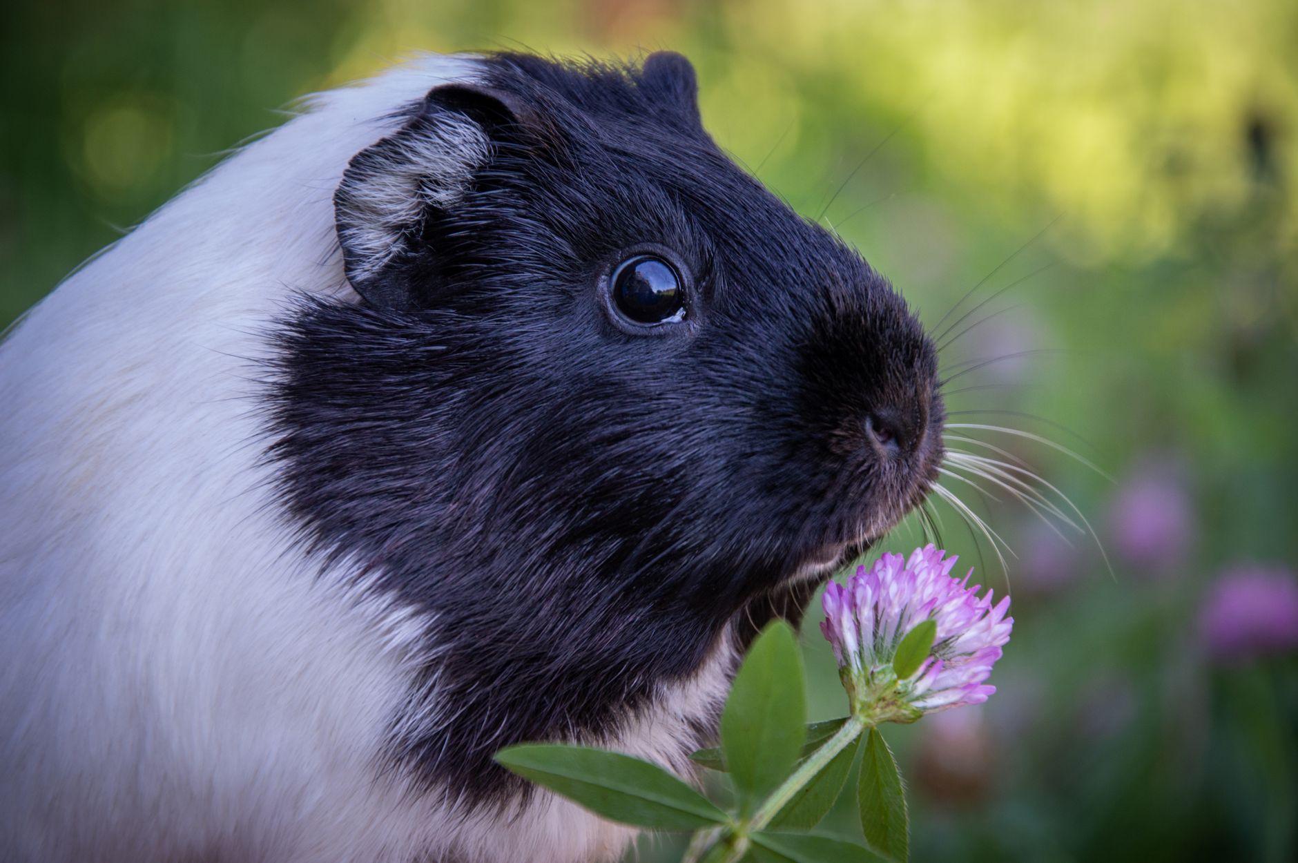 Veterinary care for a guinea pig