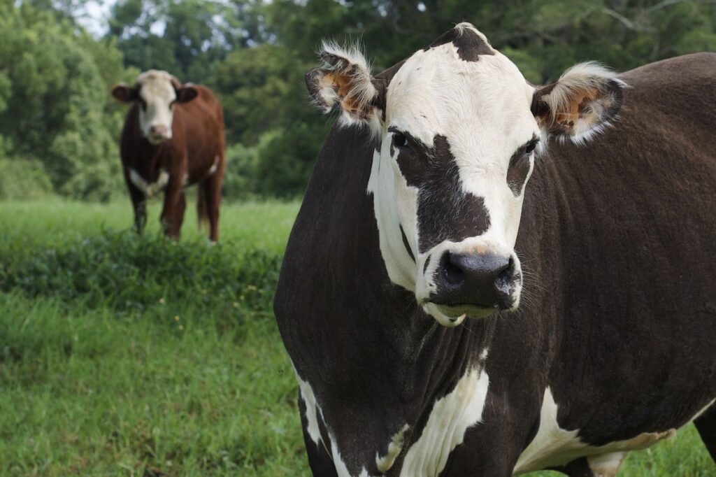 Elevated Bilirubin in Cattle – Liver Disease in Ruminants