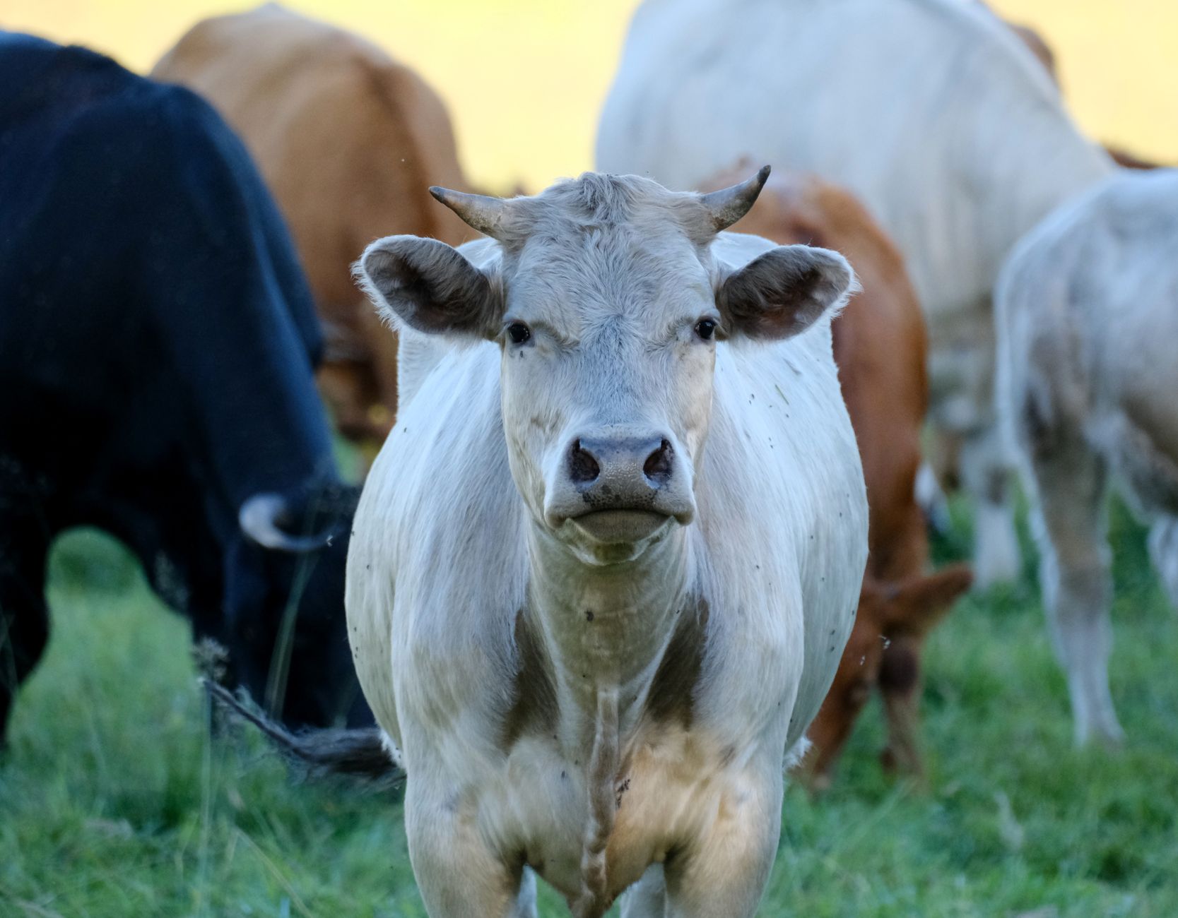 Veterinary care for a cow