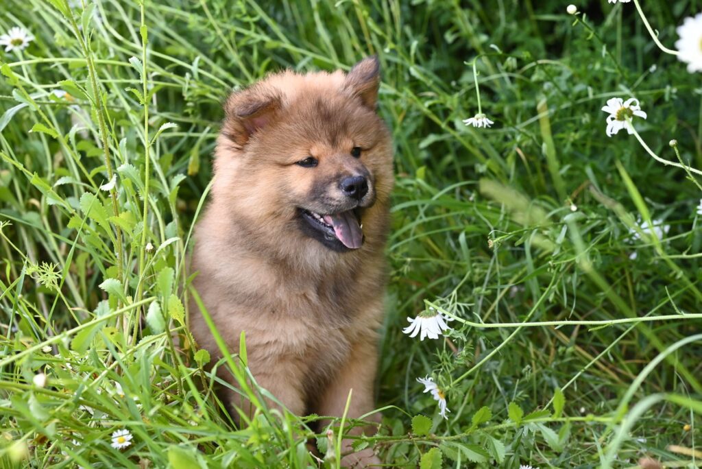 elevated bun in dogs causes and interpretation