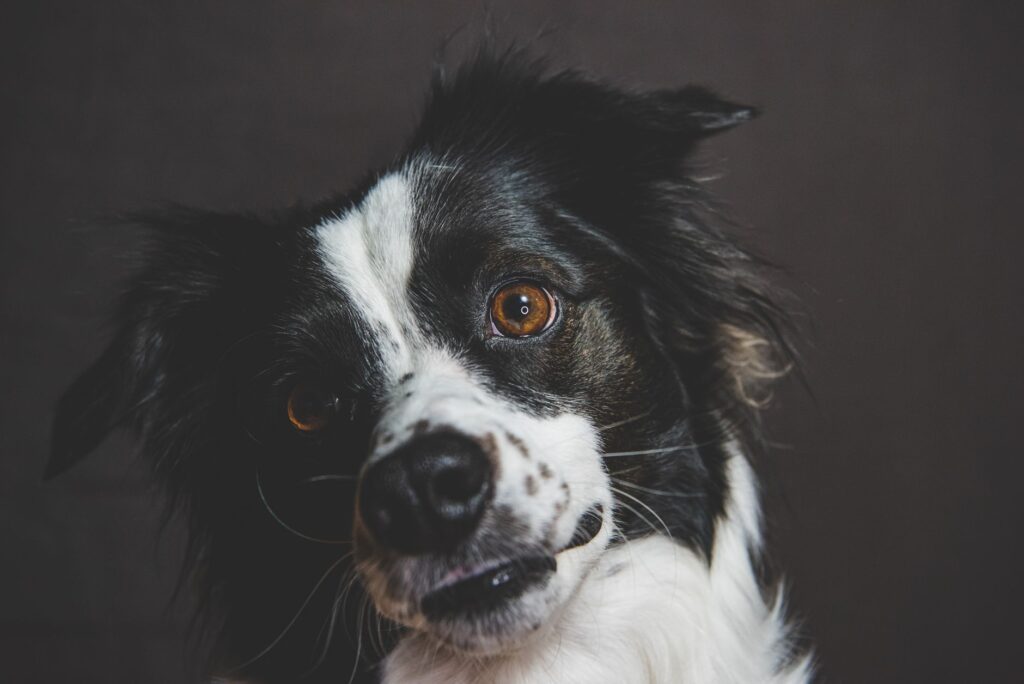 elevated c reactive protein crp in dogs inflammation marker interpreta