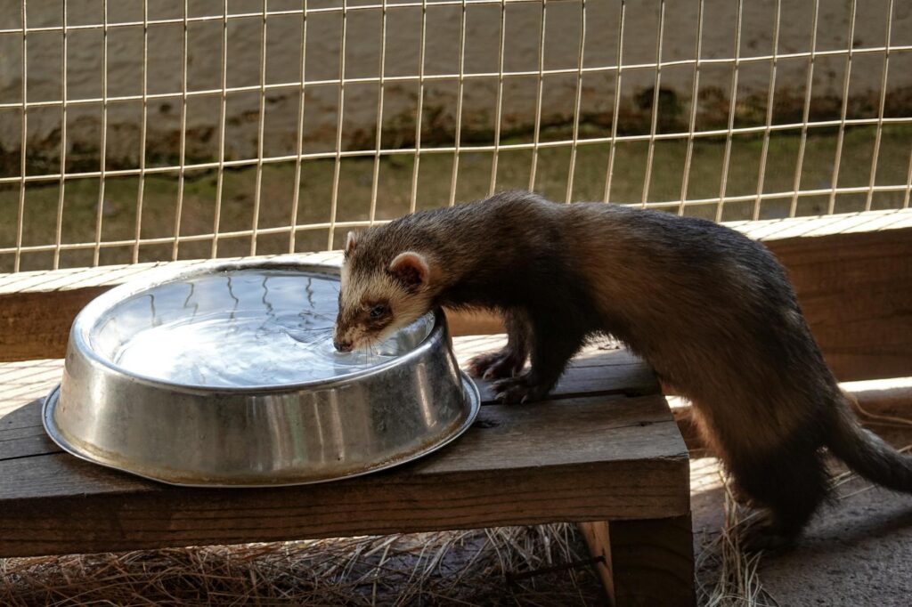 elevated liver enzymes in ferrets lymphoma or hepatic disease