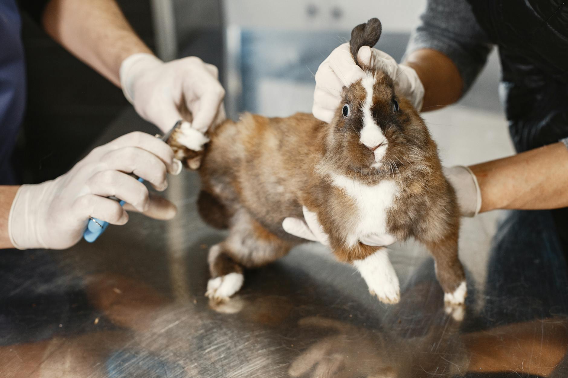 Veterinary care for a rabbit