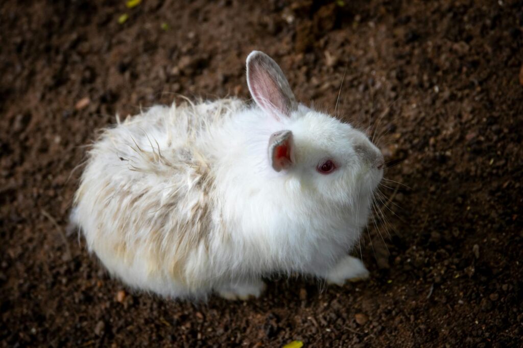 elevated uric acid in rabbits renal disease or dehydration