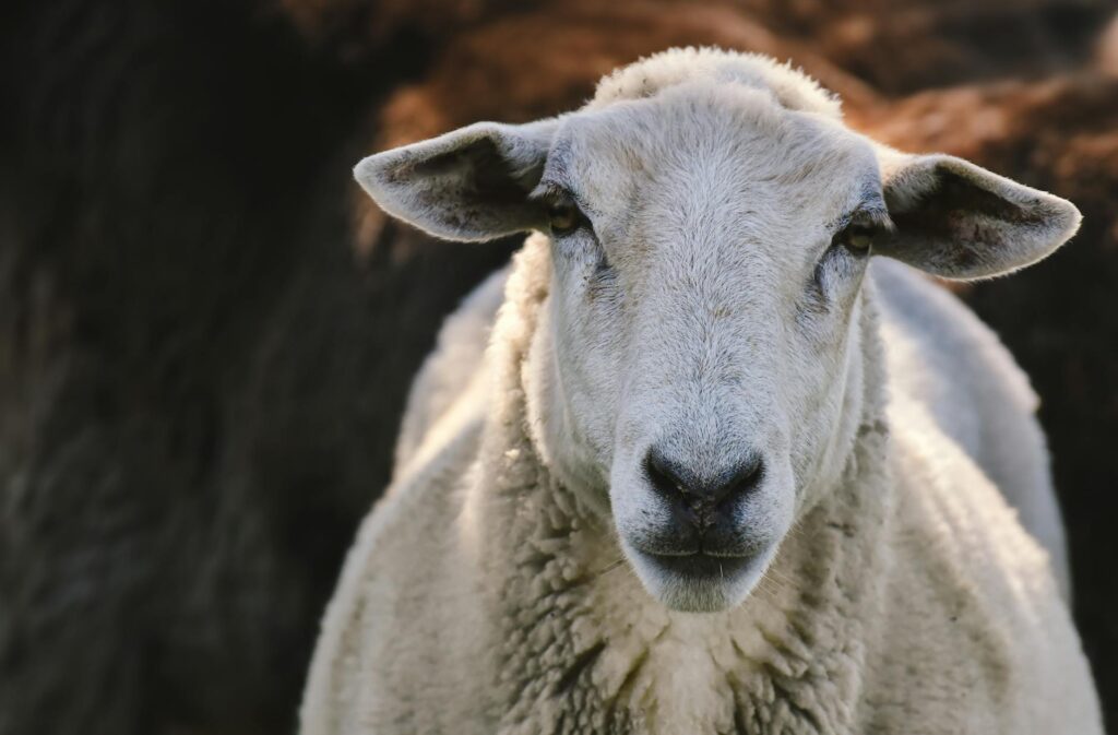 explosive rise in gldh and ggt in sheep copper toxicity or pregnancy t