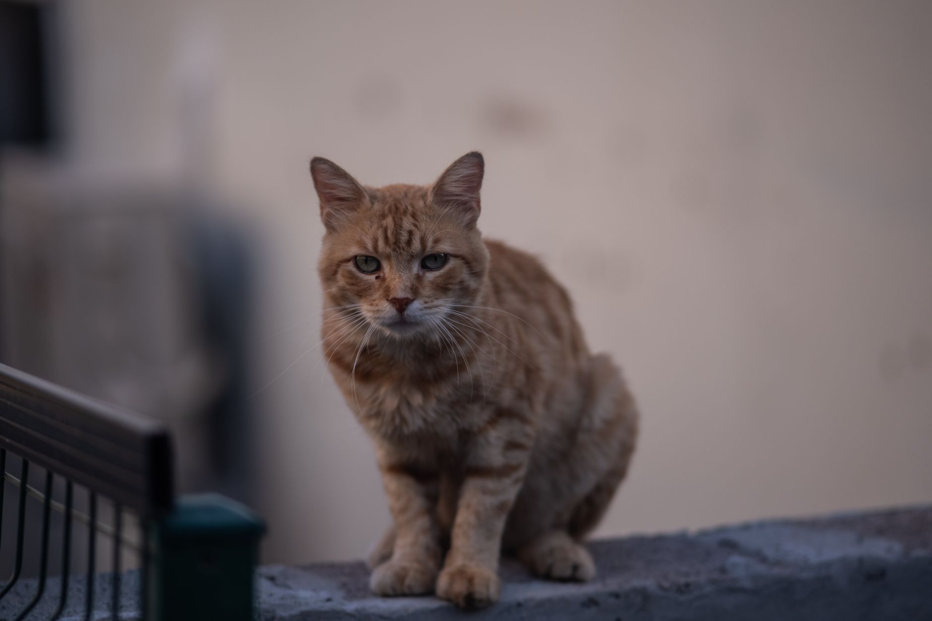 Veterinary care for a cat