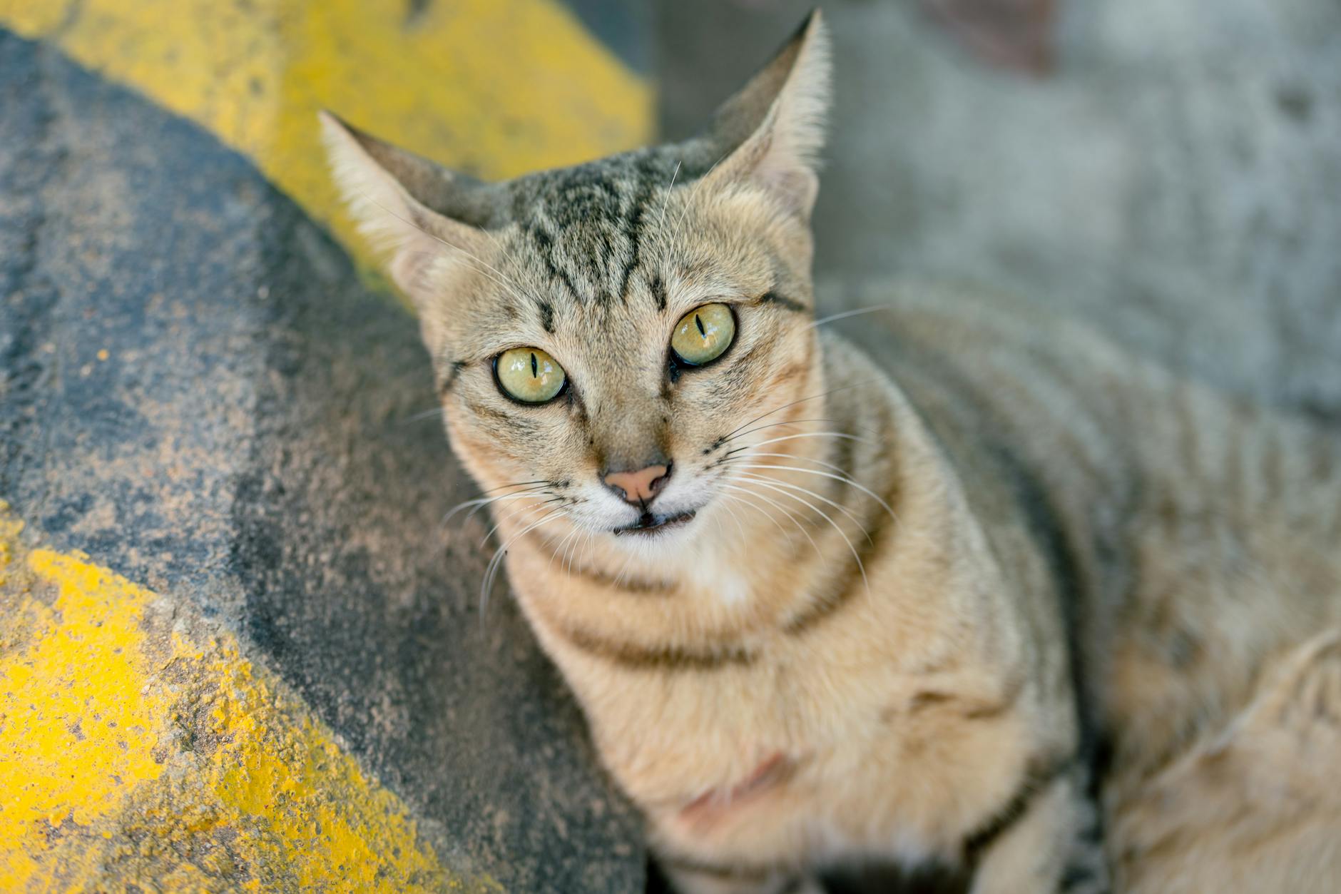 Veterinary care for a cat