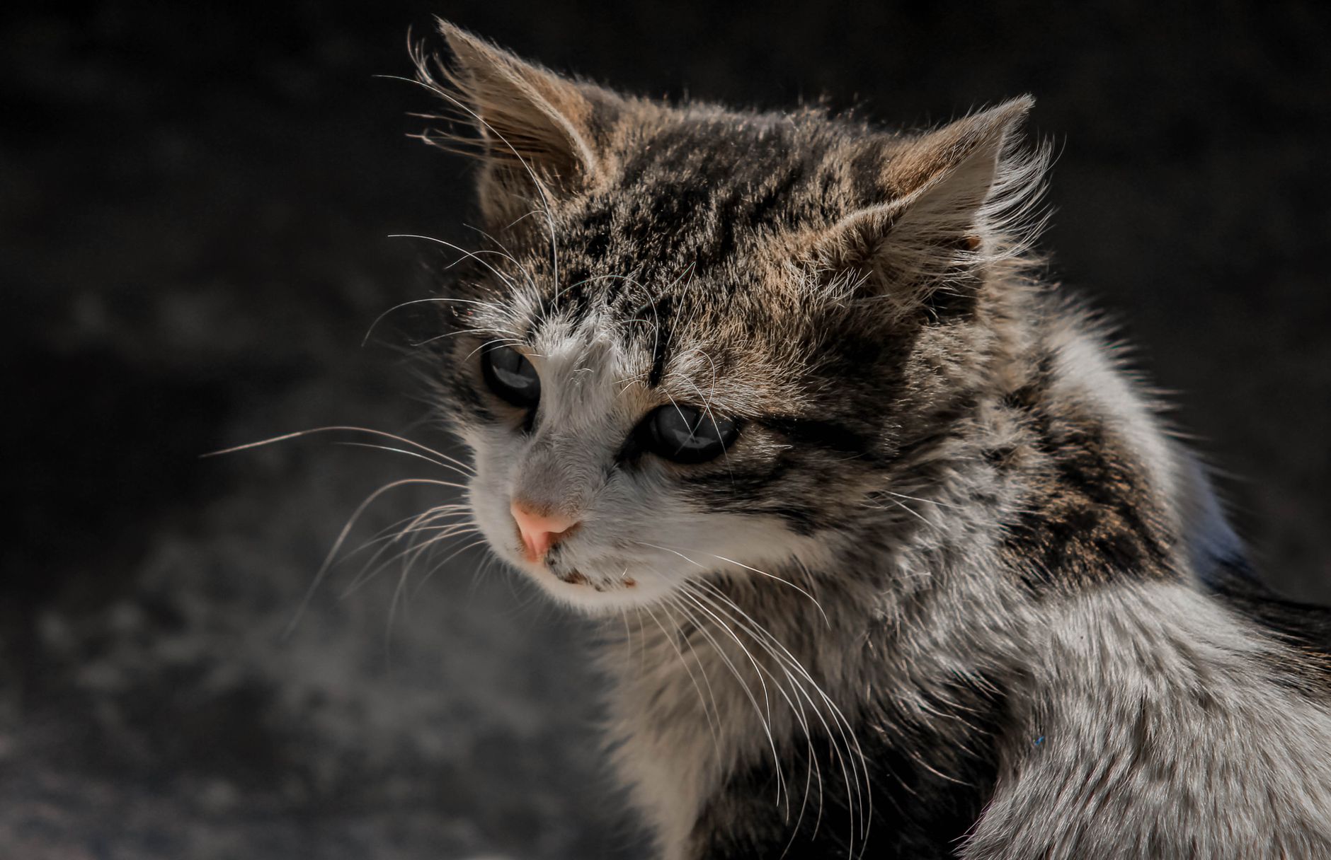 Veterinary care for a cat