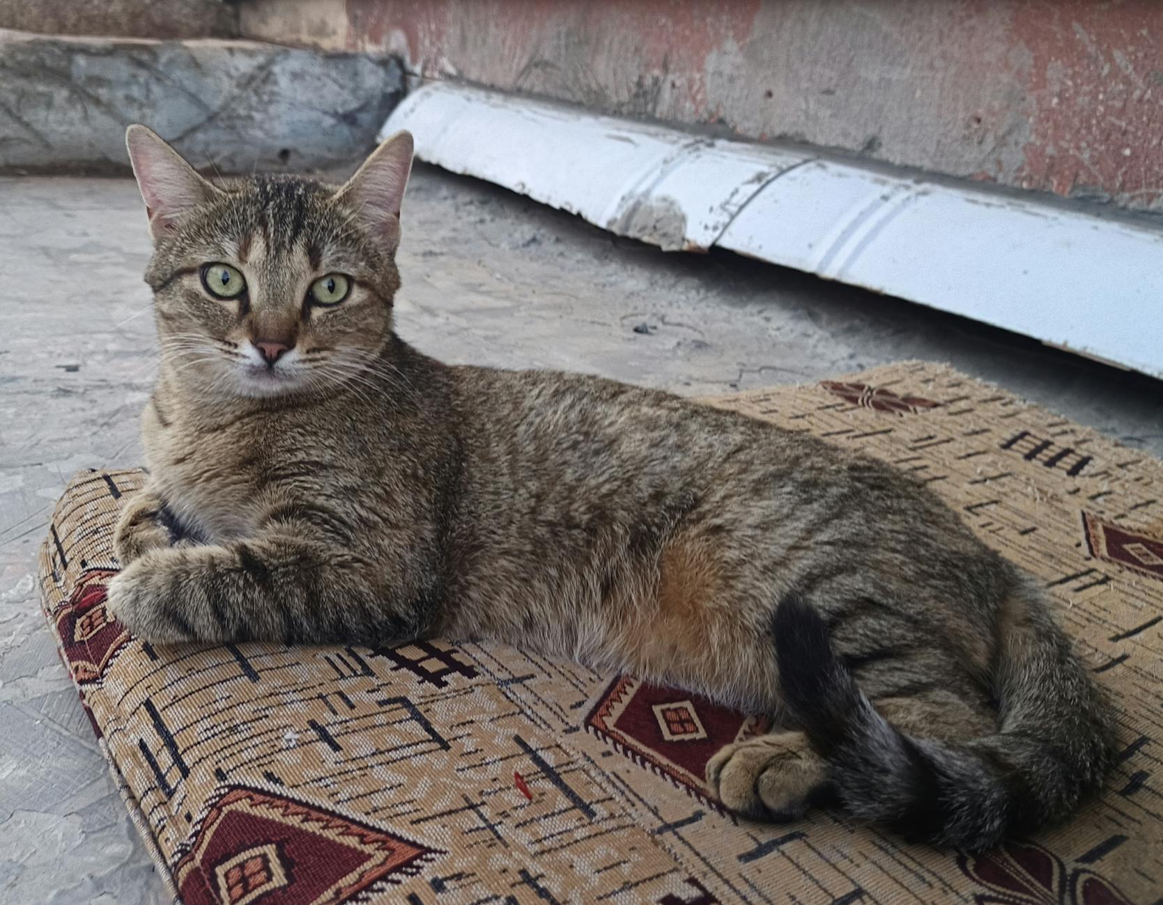 Veterinary care for a cat