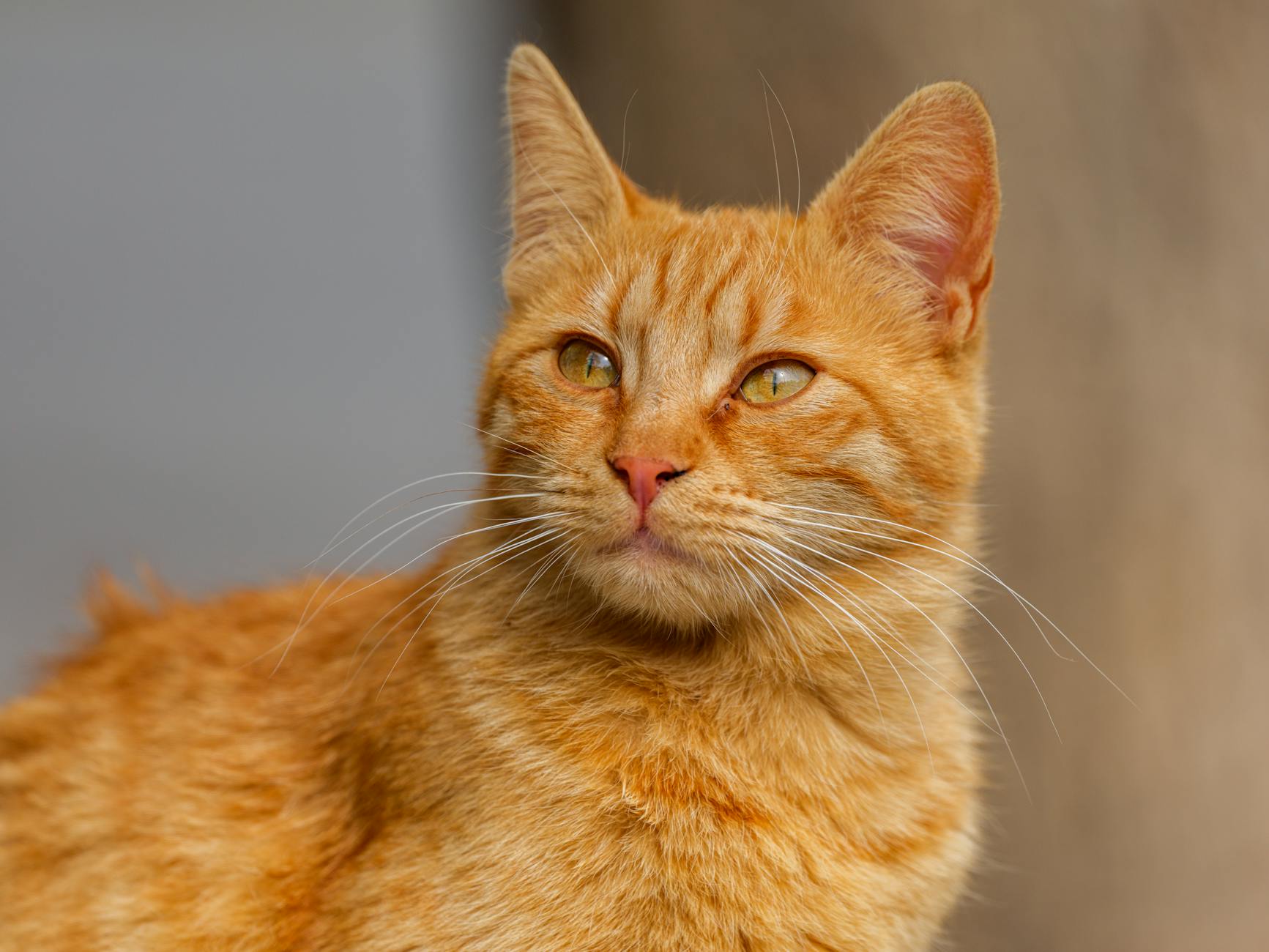 Veterinary care for a cat