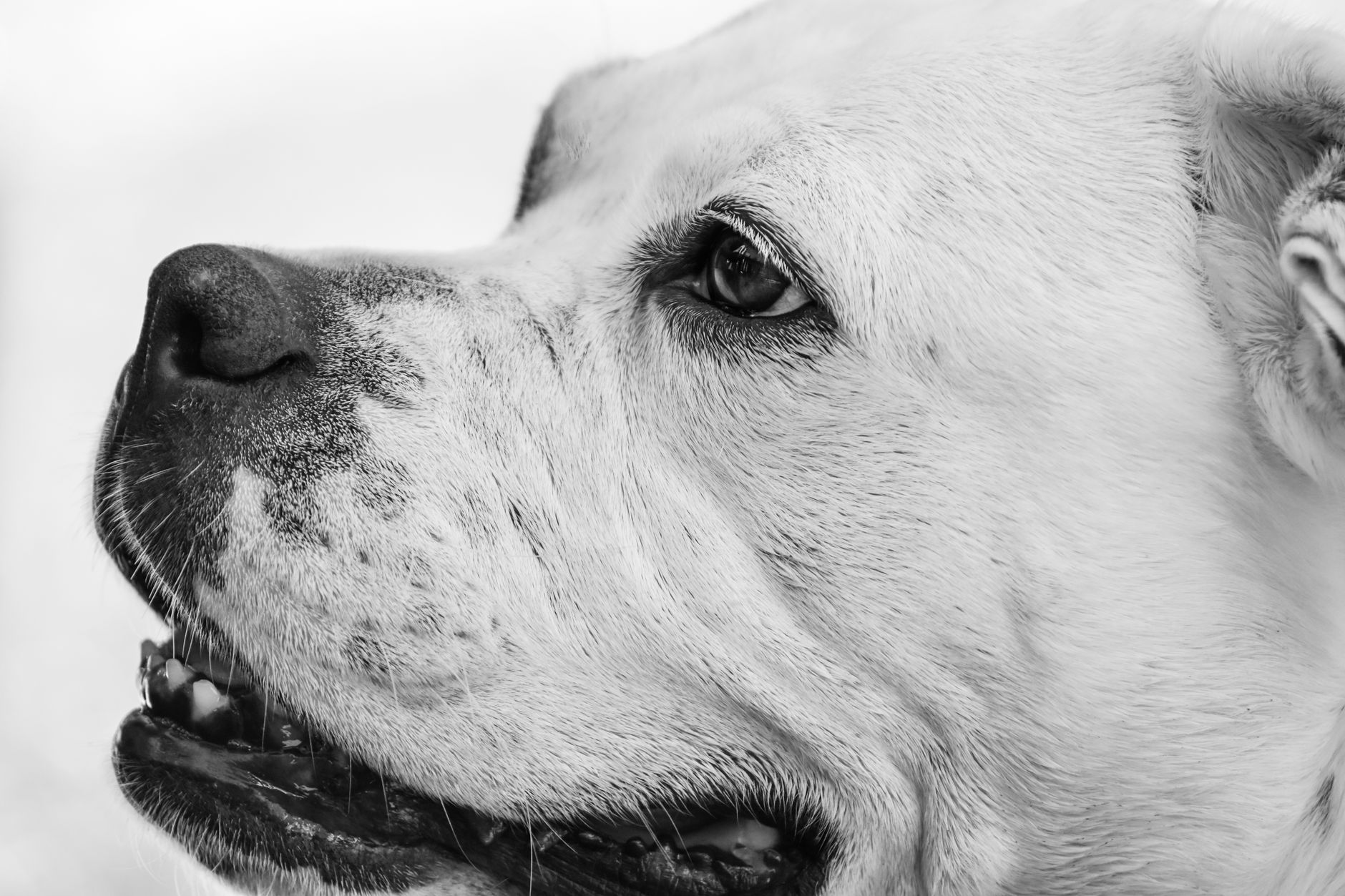 Veterinary care for a dog
