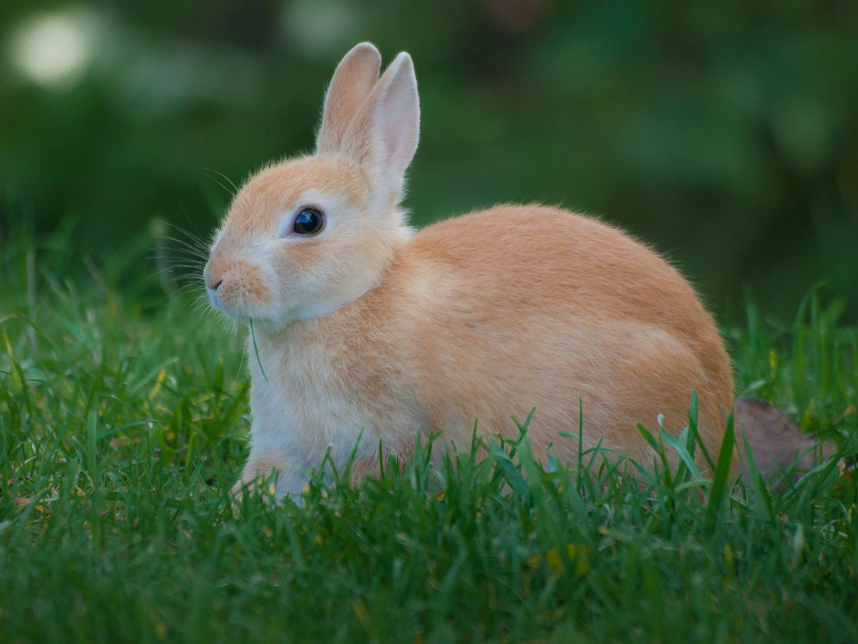 Veterinary care for a rabbit