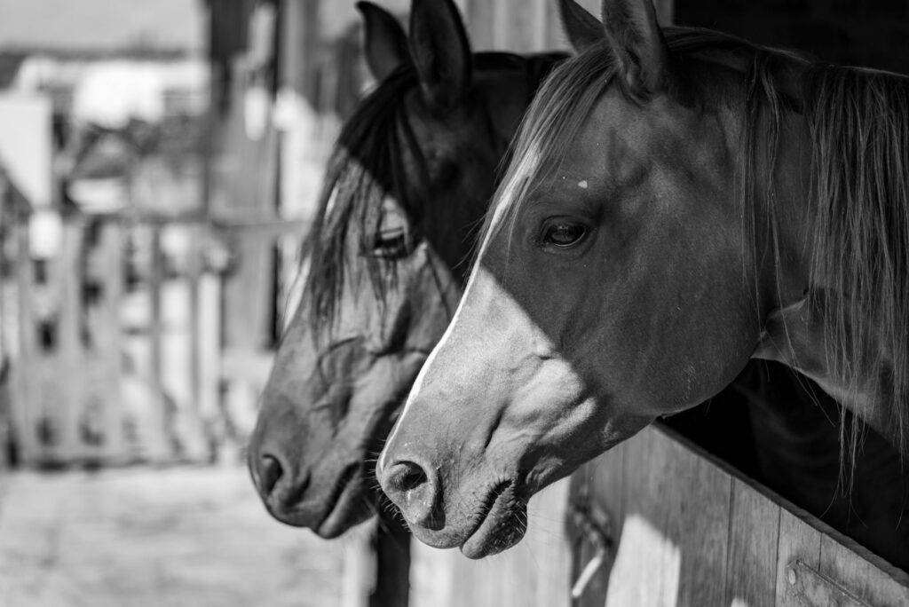 high acth in horses ppid equine cushings early diagnosis