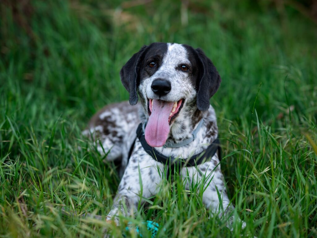 High ALP in Dogs - What Tests Come Next