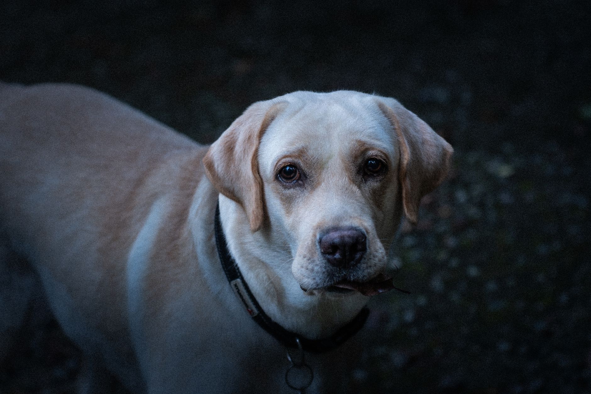 Veterinary care for a dog