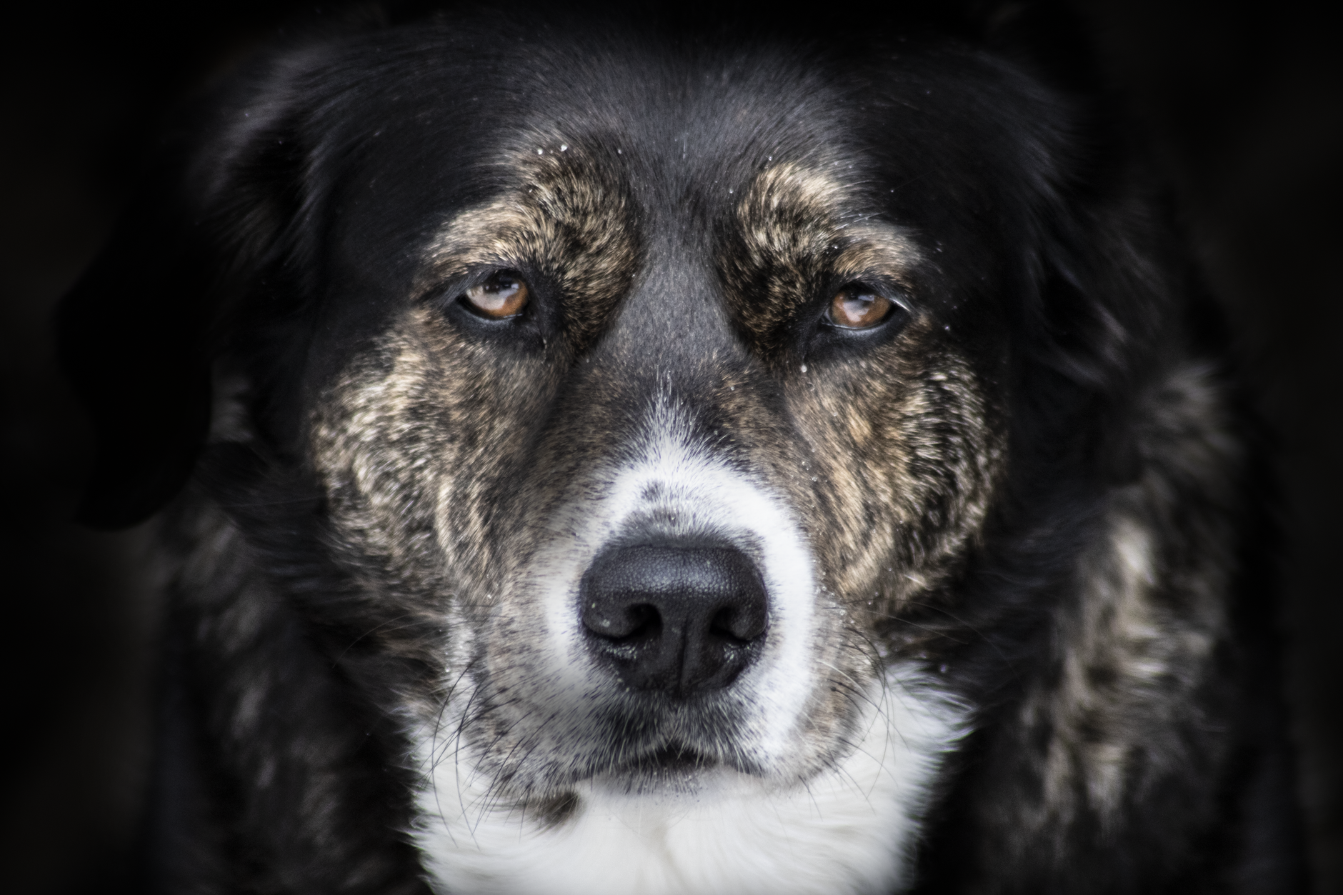 Veterinary care for a dog