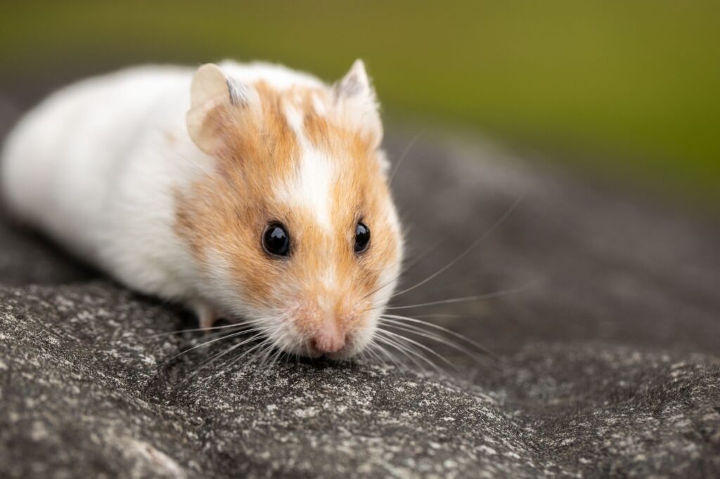 high alt in dwarf hamsters fatty liver disease or hepatitis