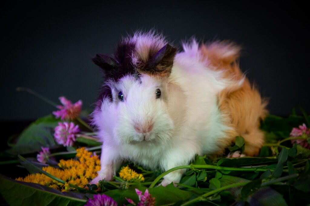 High ALT in Guinea Pigs - Causes, Diagnosis and Vet Treatment