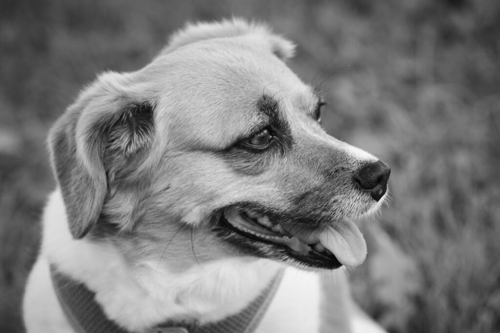 High AST in Dogs - Long-Term Outlook