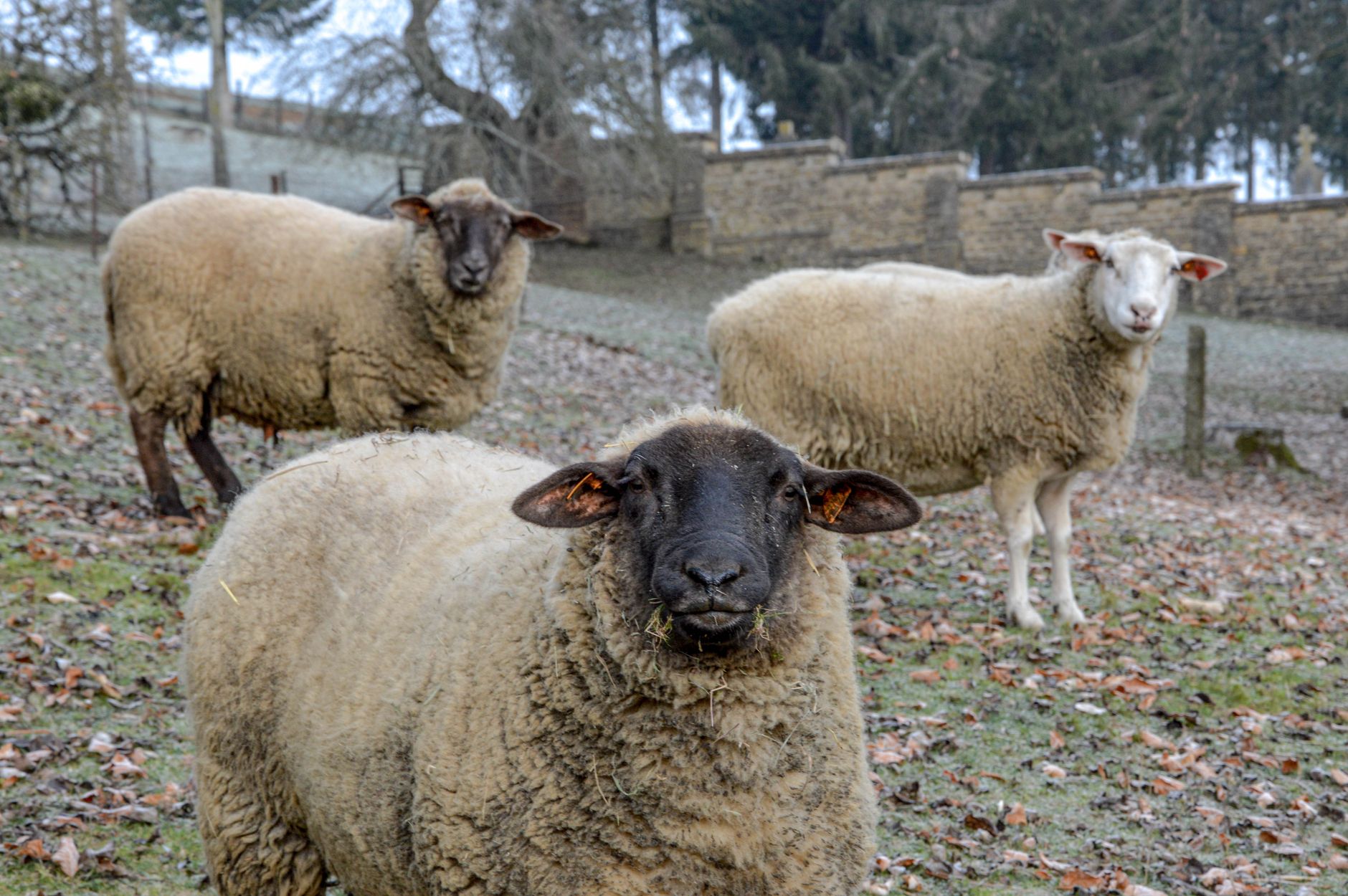 Veterinary care for a sheep