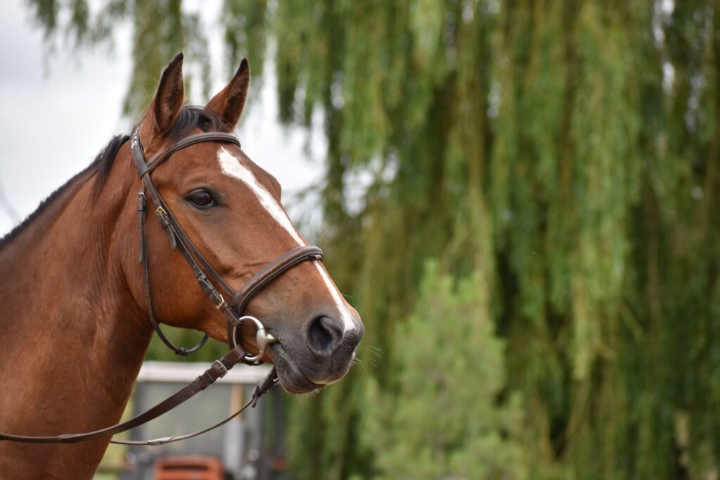 high bile acids in horses liver function test interpretation