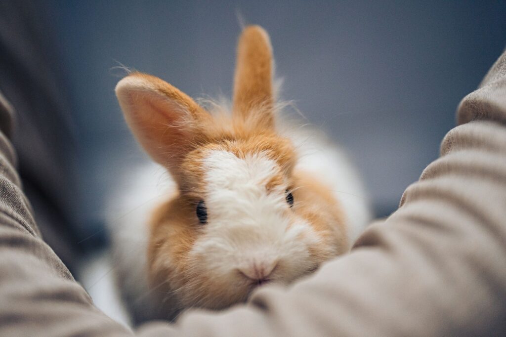 high bun and creatinine in rabbits kidney failure or gi stasis