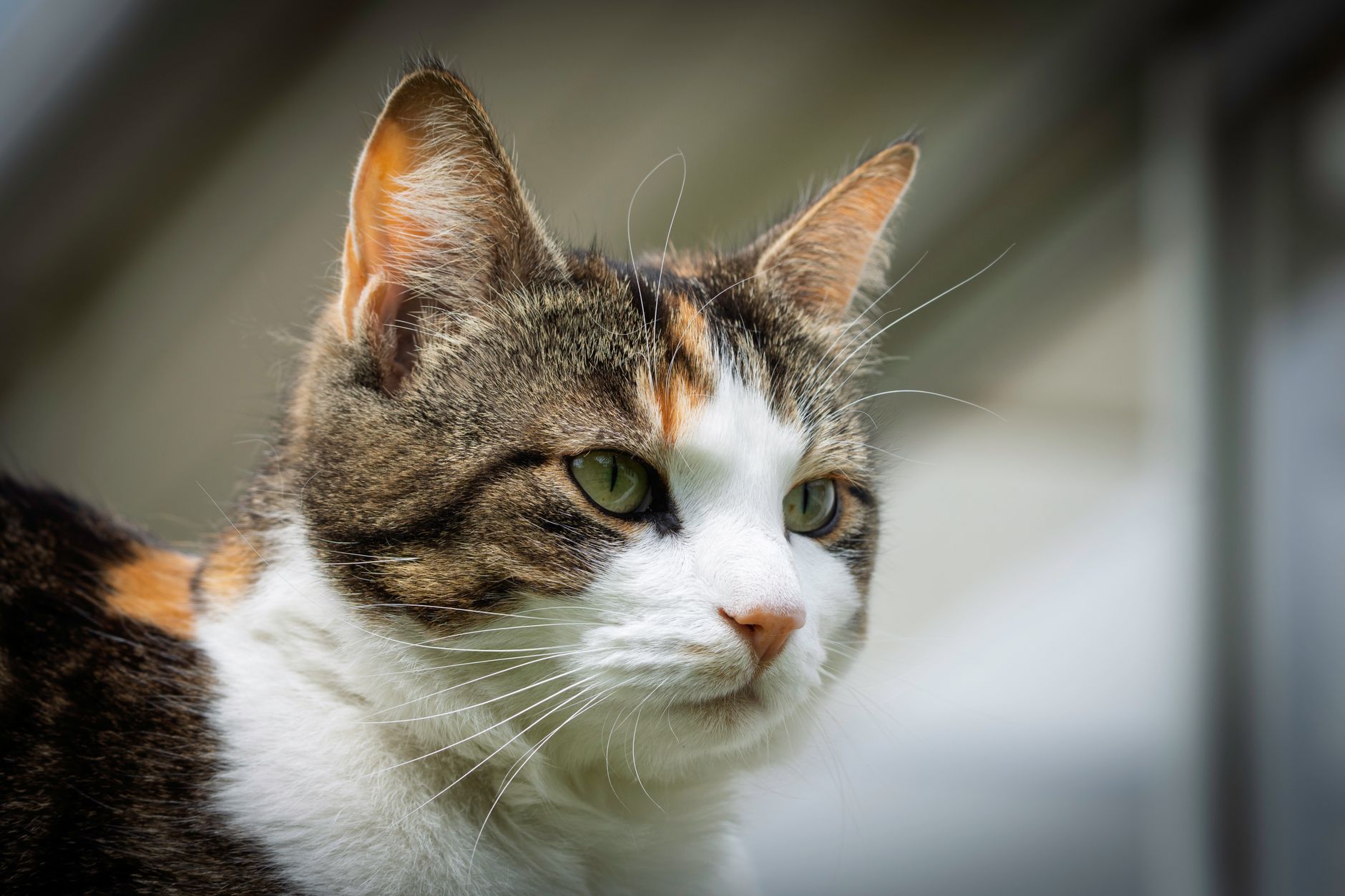 Veterinary care for a cat