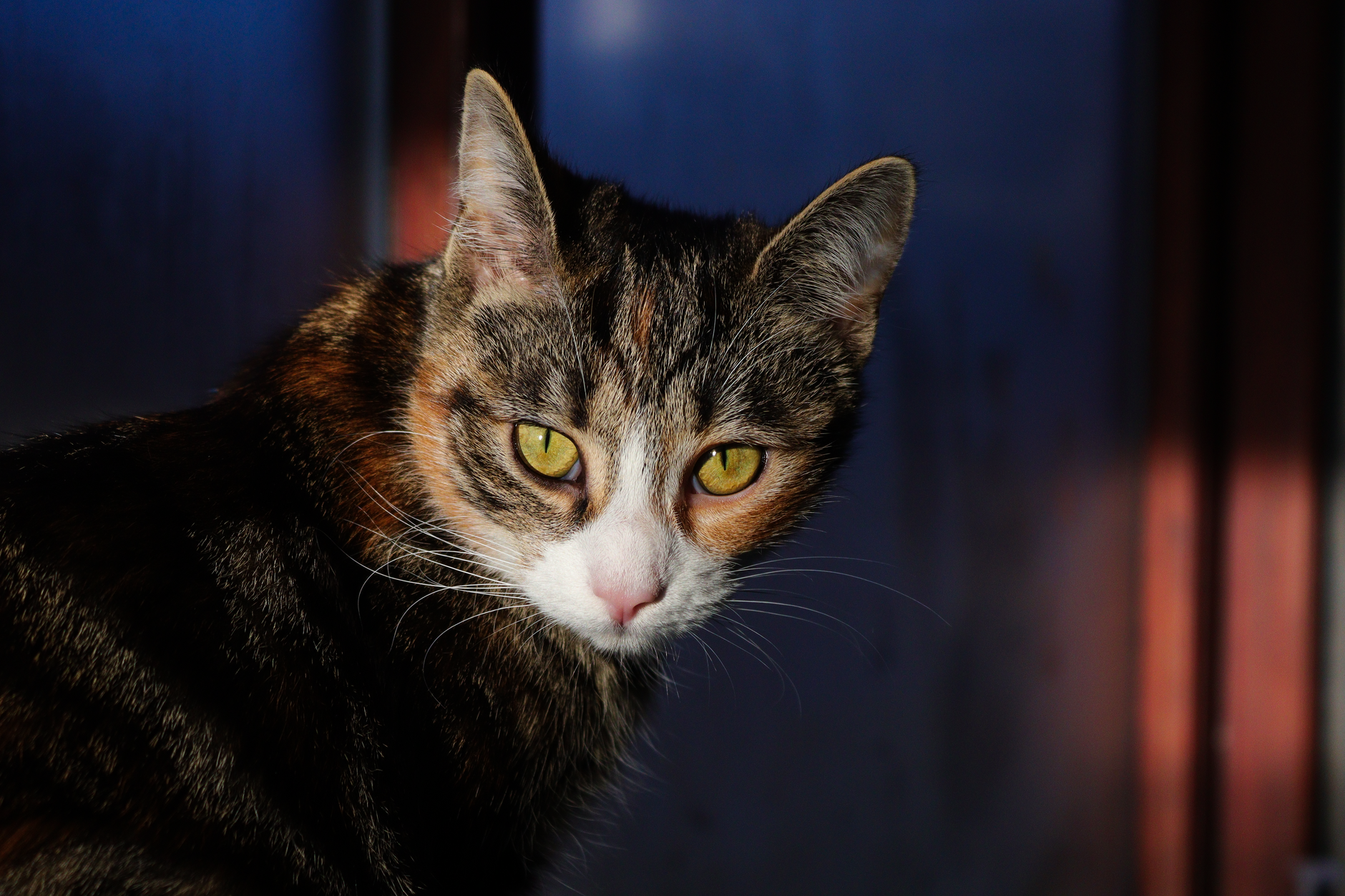 Veterinary care for a cat