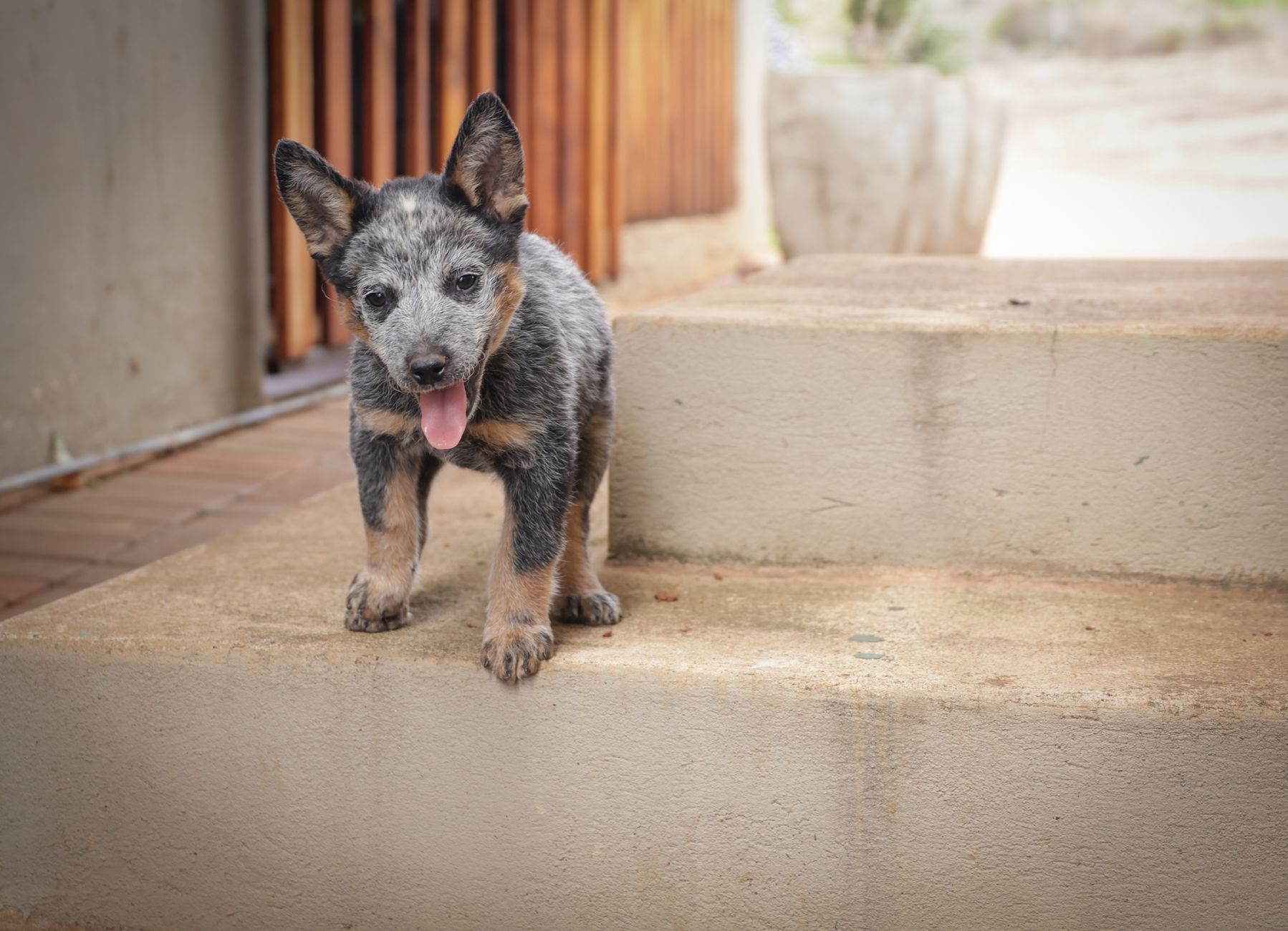 Veterinary care for a dog