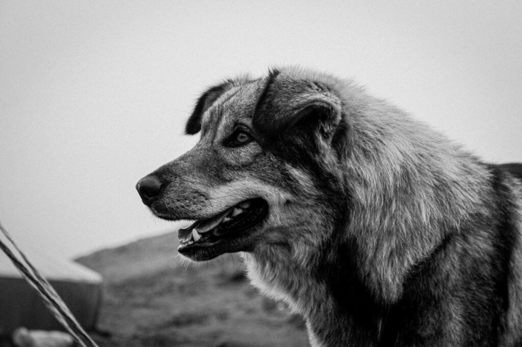 high calcium and low phosphorus in dogs what the pattern means