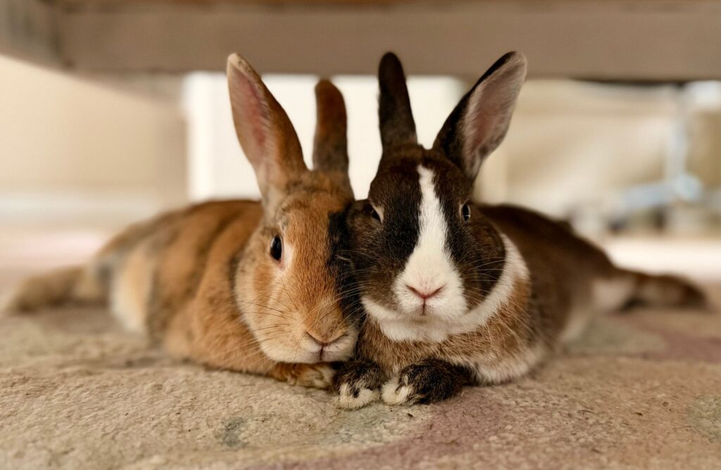 high calcium in rabbits hypercalciuria and bladder sludge connection