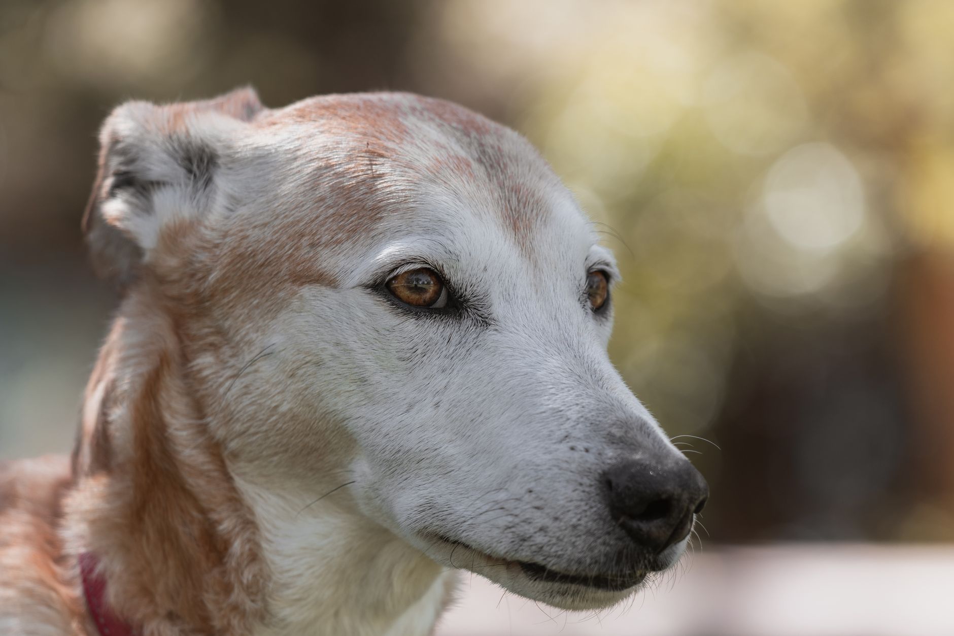 Veterinary care for a dog