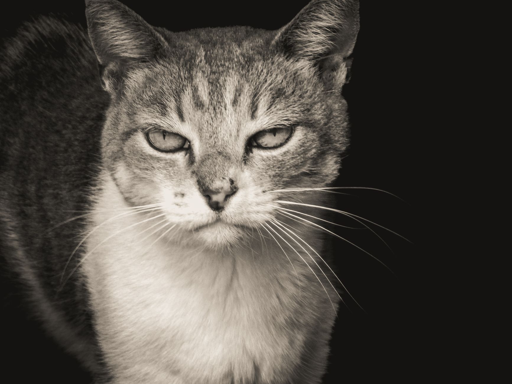 Veterinary care for a cat