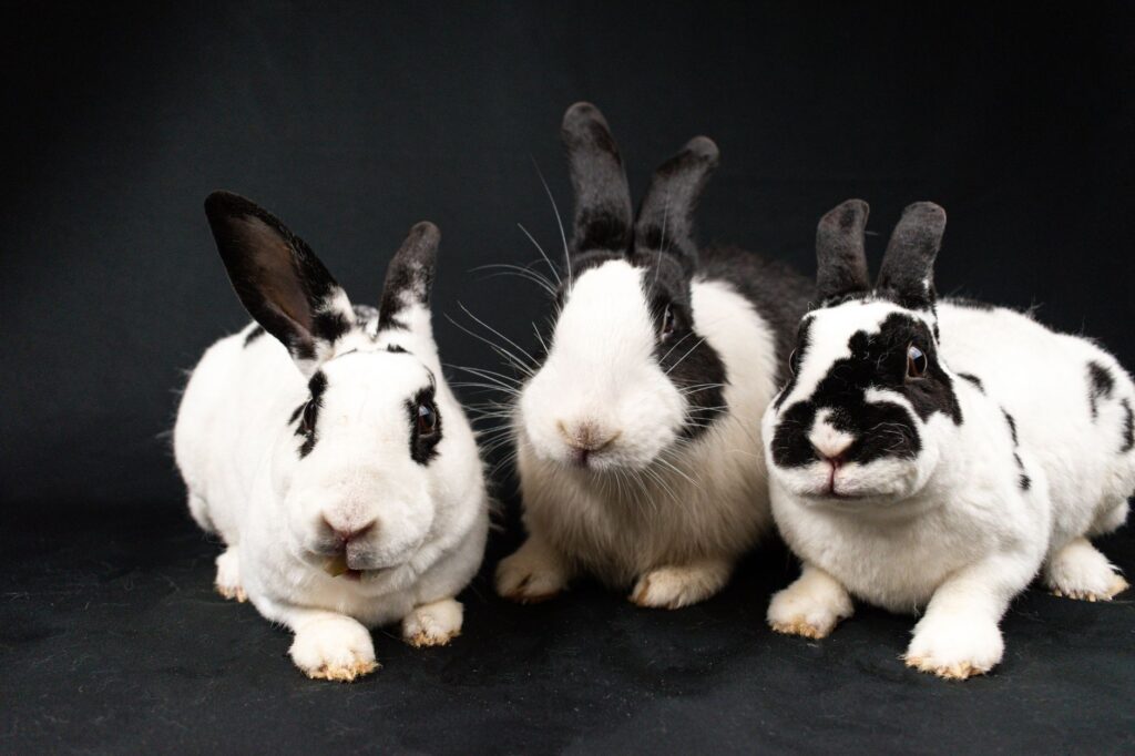 high eosinophils in rabbits parasite burden or allergic disease