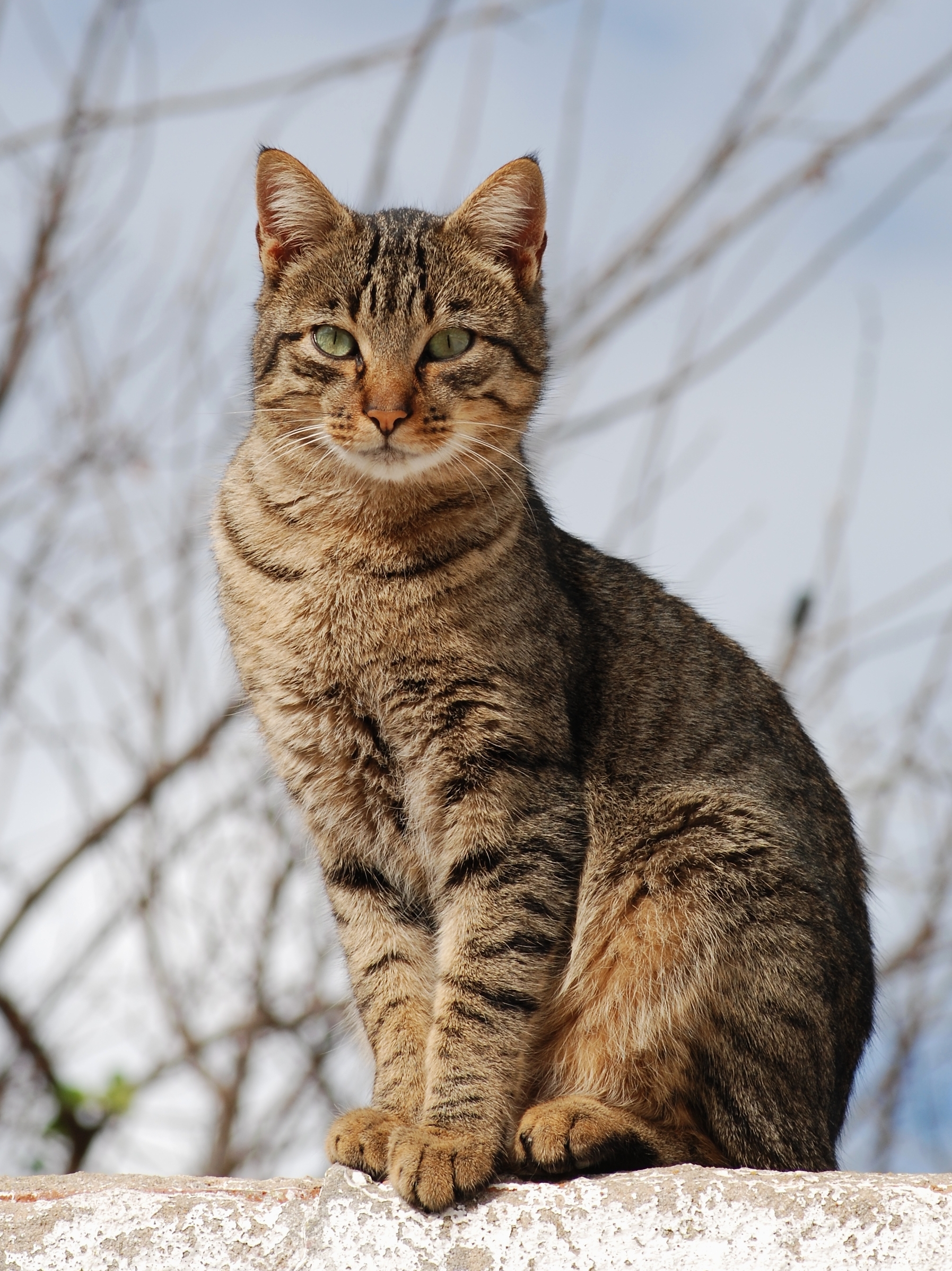 Veterinary care for a cat