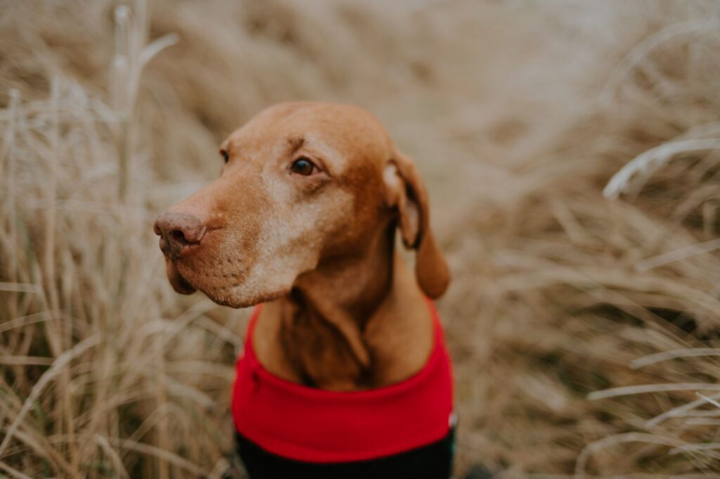 High GGT and High ALP in Dogs - What the Pattern Means