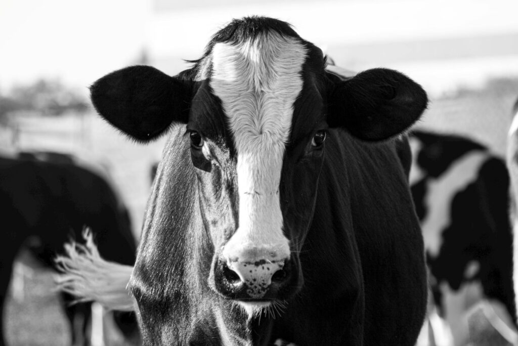 High GGT in Cattle - Causes, Diagnosis and Vet Treatment
