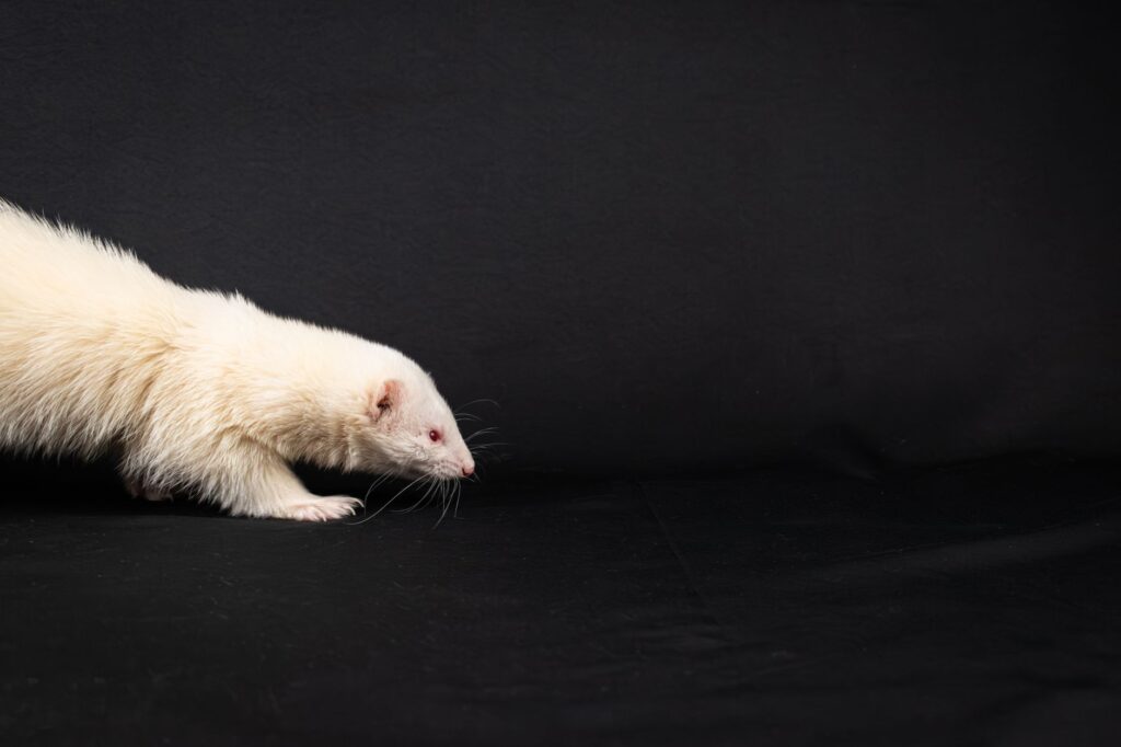 high globulins in ferrets chronic inflammation or cancer