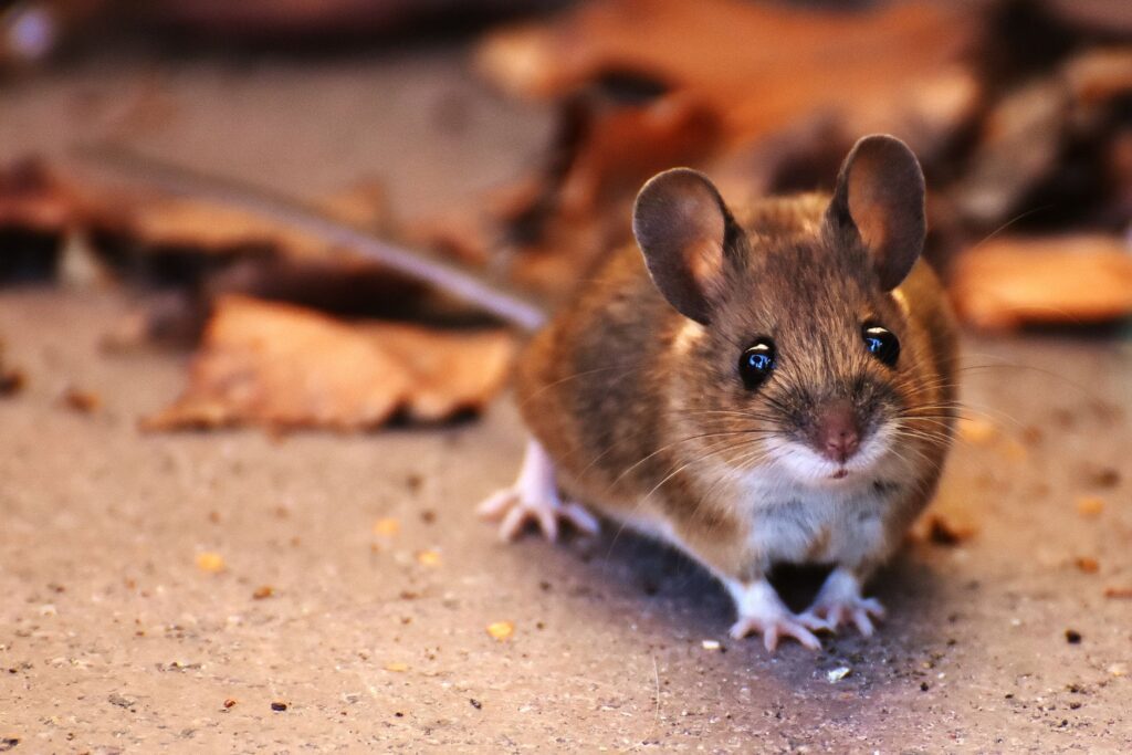 High Glucose in Mice — Insulin Resistance or Stress Response?
