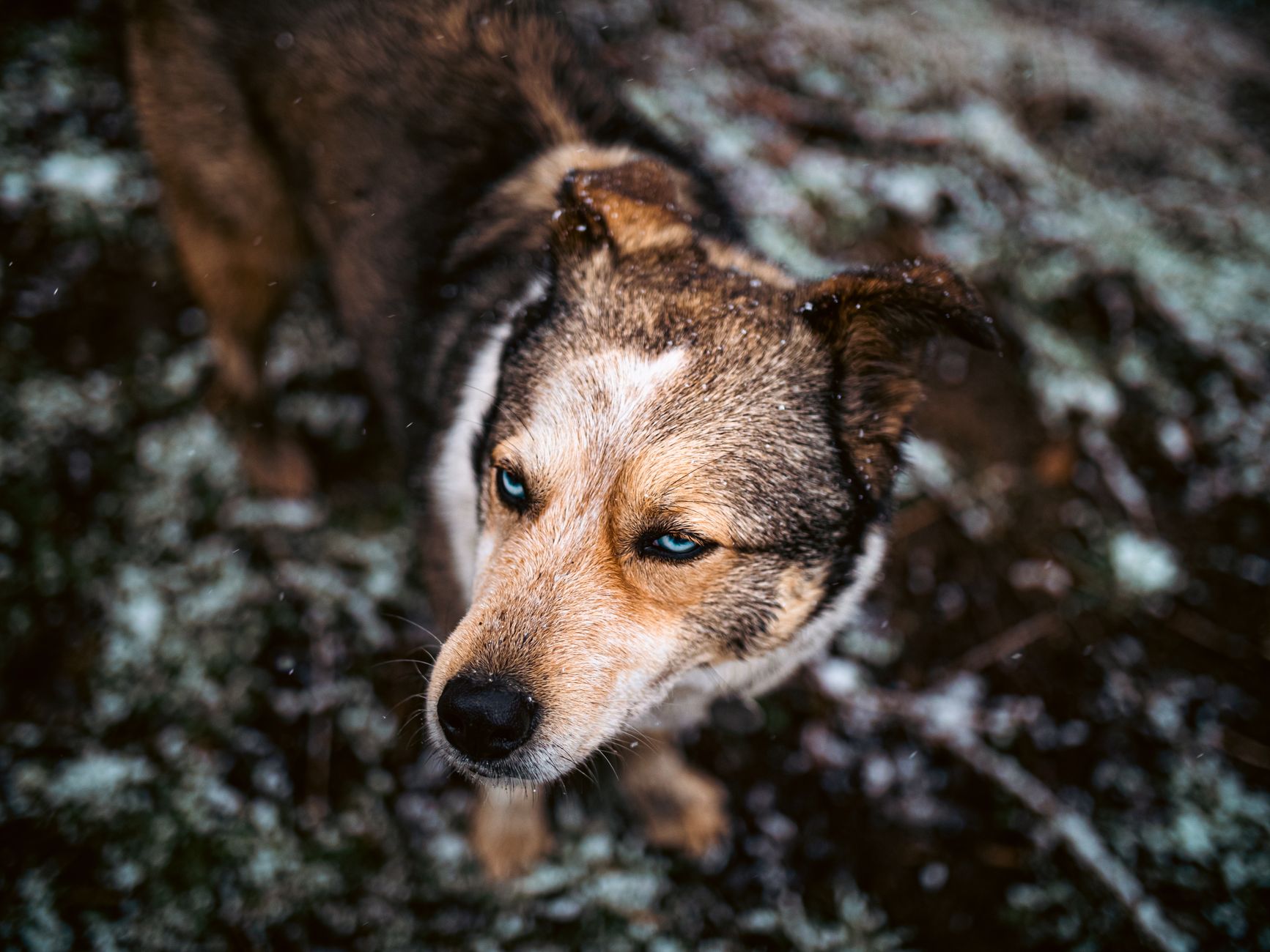 Veterinary care for a dog