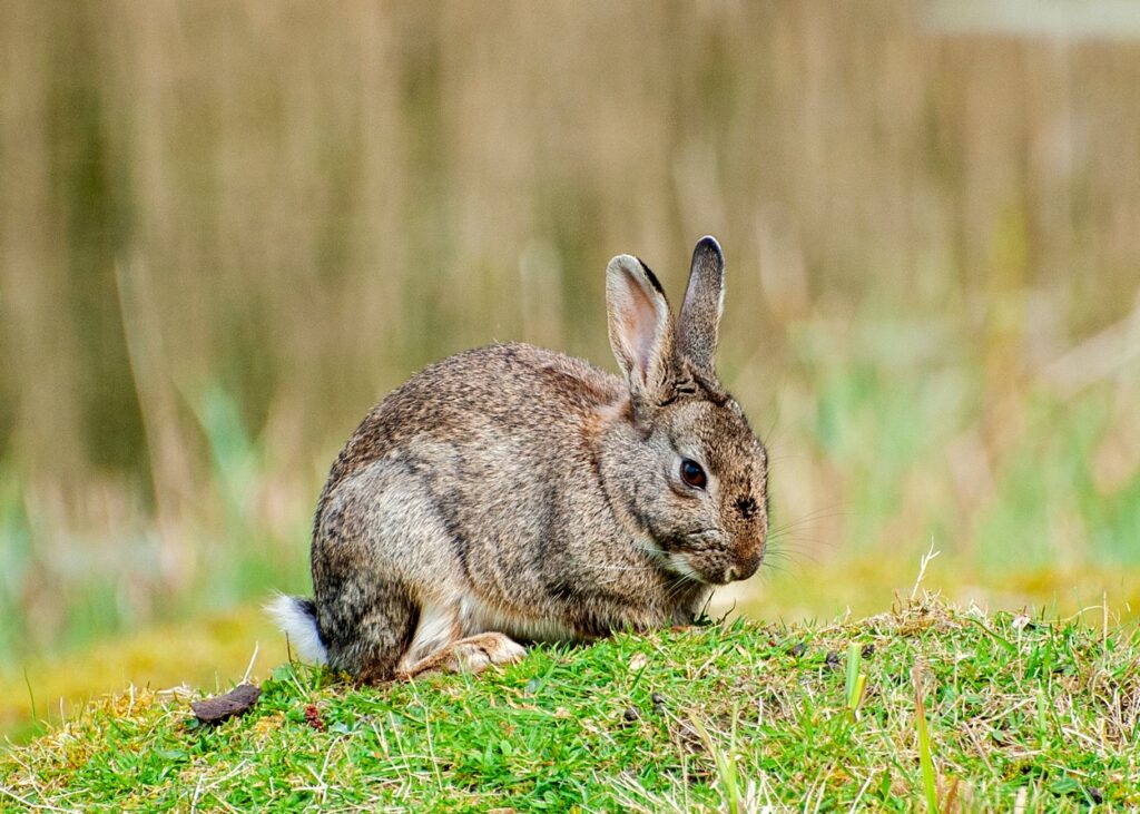 high liver enzymes after anesthesia in rabbits normal or liver damage