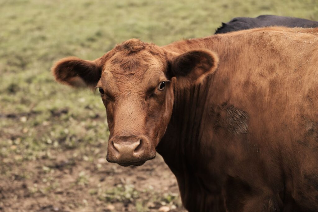 high liver enzymes in dairy cows fatty liver syndrome