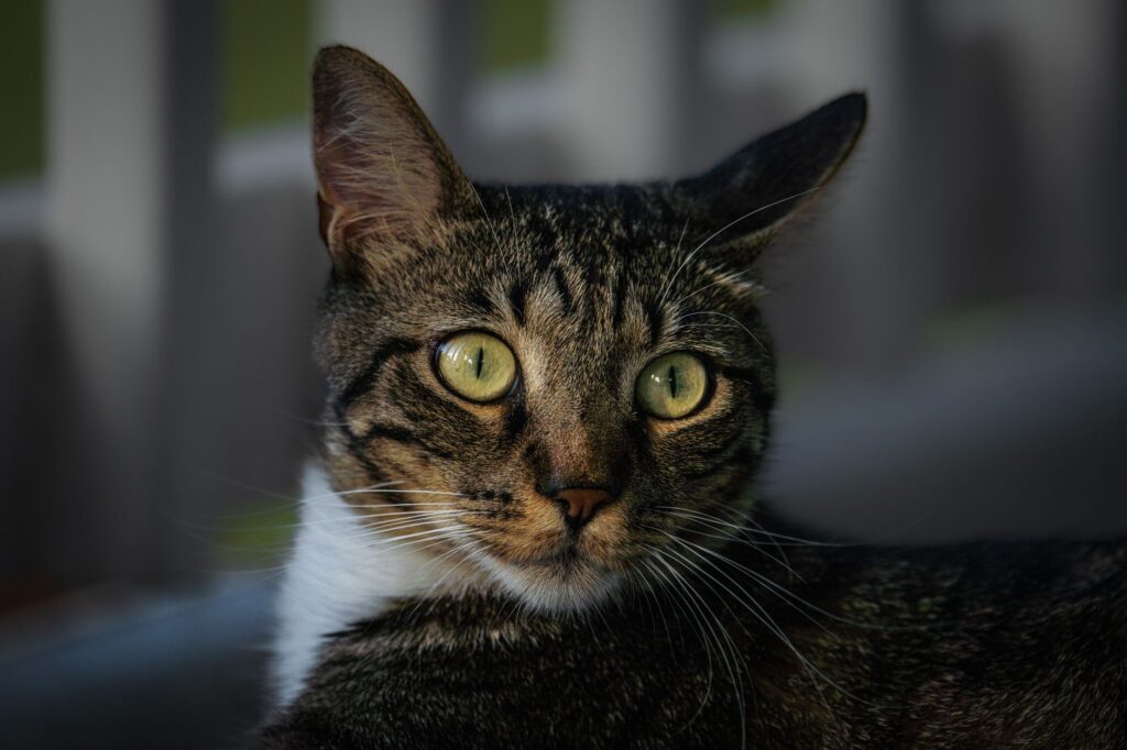 high phosphorus in cats with kidney disease what to do