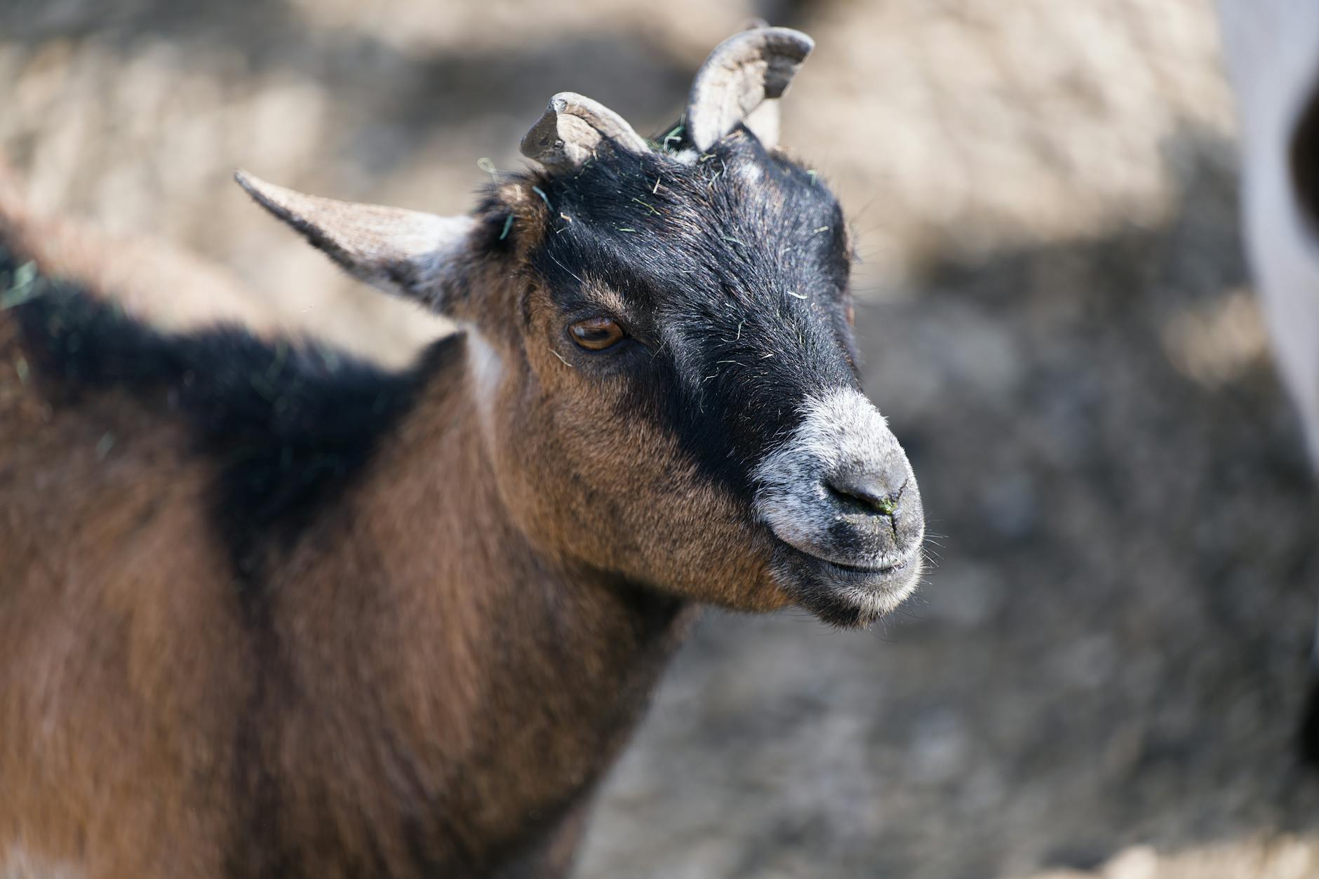 Veterinary care for a goat